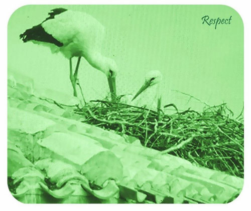 green leghorngroup